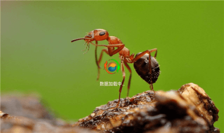 小蚂蚁mintvapp 0.0.2 安卓版 3