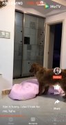 WeTV 5.22.1.15140 海外版 1