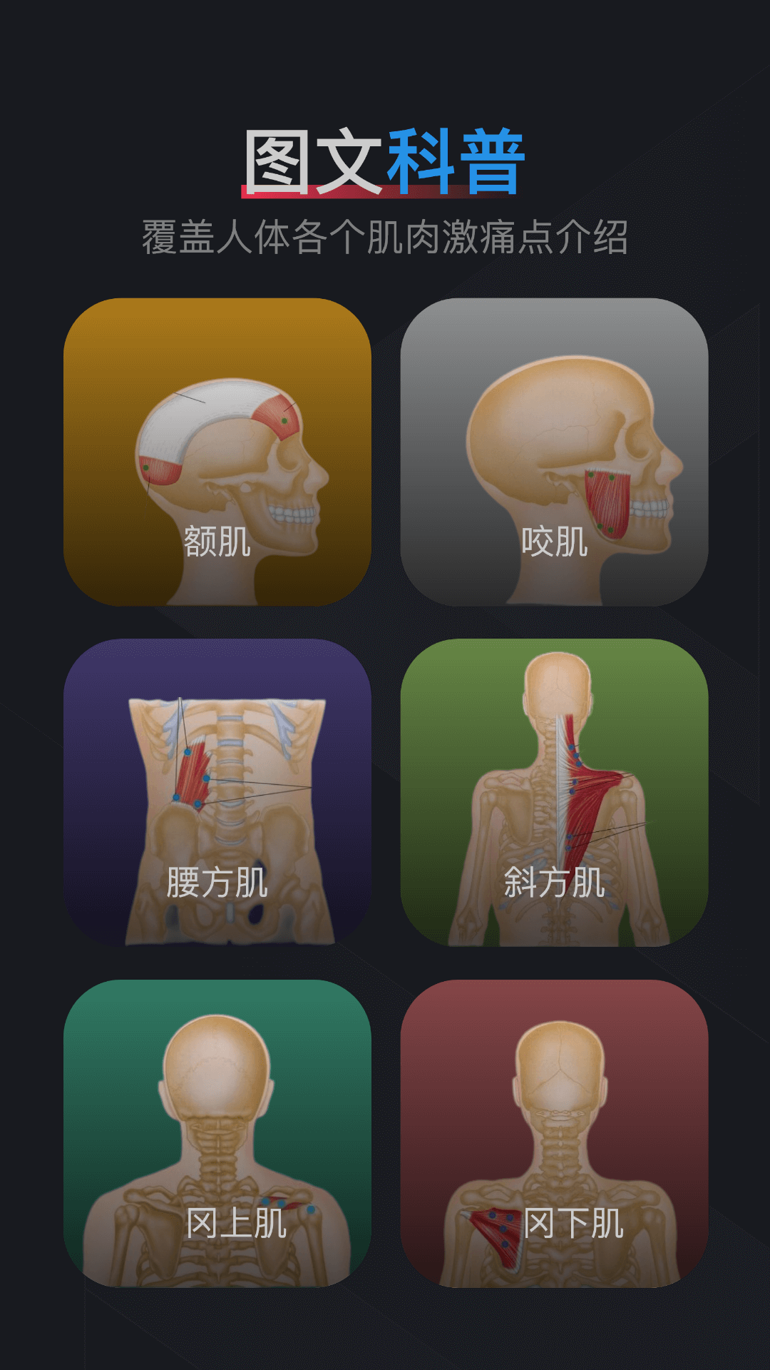 肌肉激痛点图谱 1.2 最新版 2