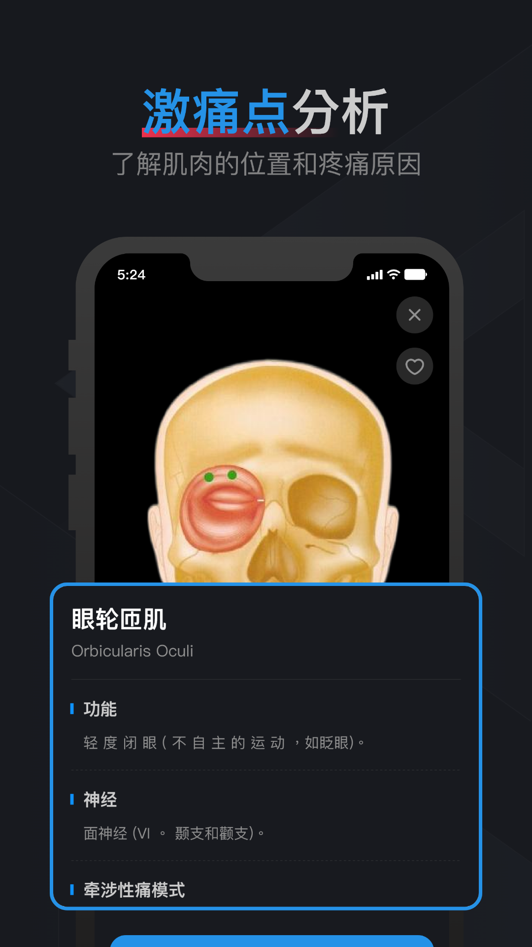 肌肉激痛点图谱 1.2 最新版 4