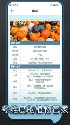 种个大南瓜 1.3 最新版 1