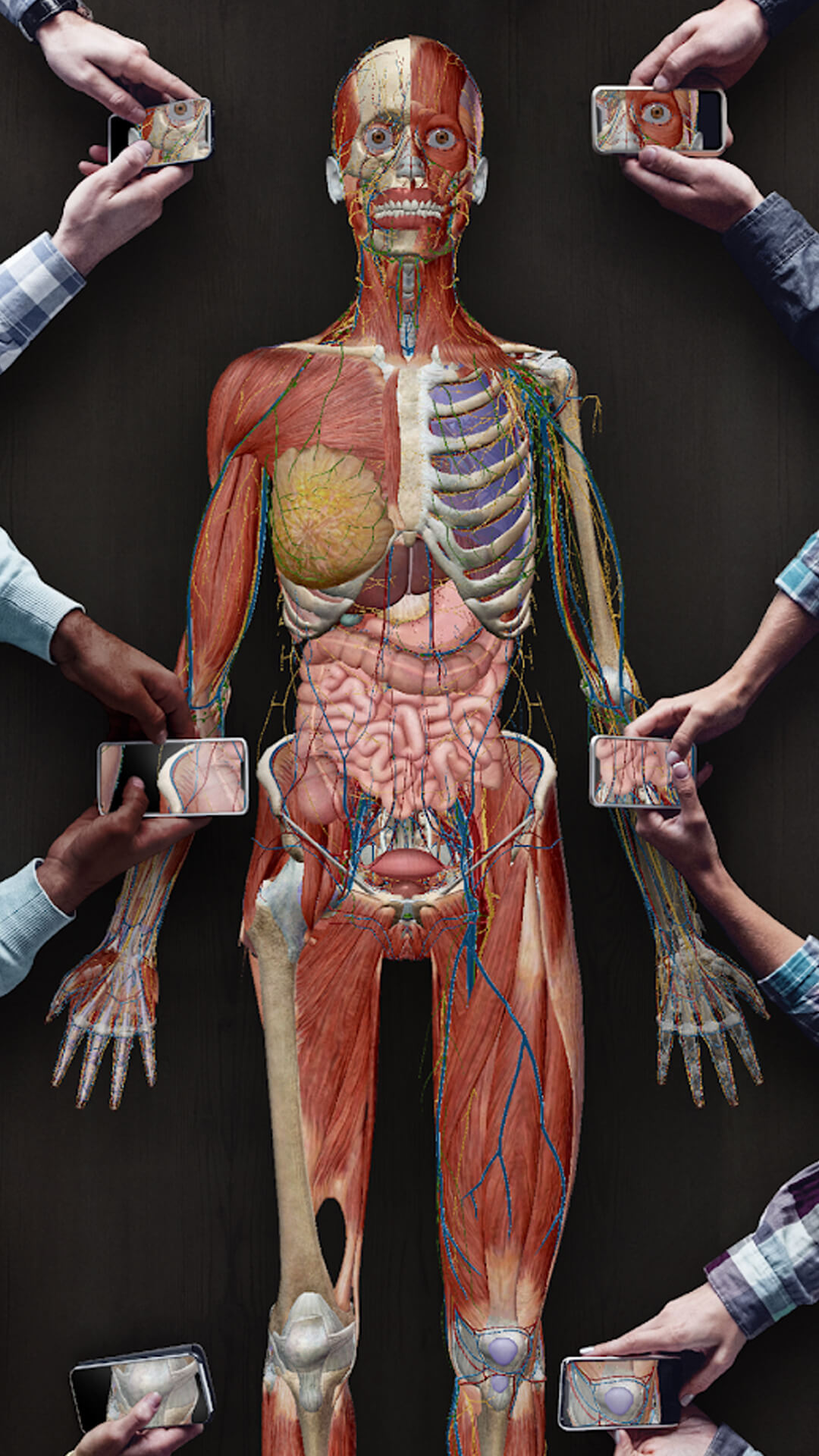人体解剖 3d 1.6 最新版 4