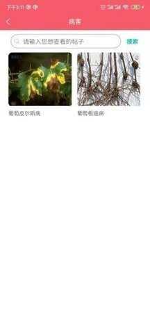 樱桃医生 1.5.1 安卓版 2