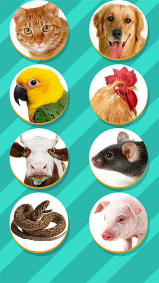 Pet Translator v1.1 最新版 1