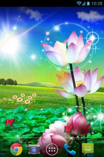 荷花壁纸 1.1 安卓版 1