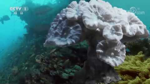 澜露直播 py_1.7.4.1_20250827_2033 最新版 2