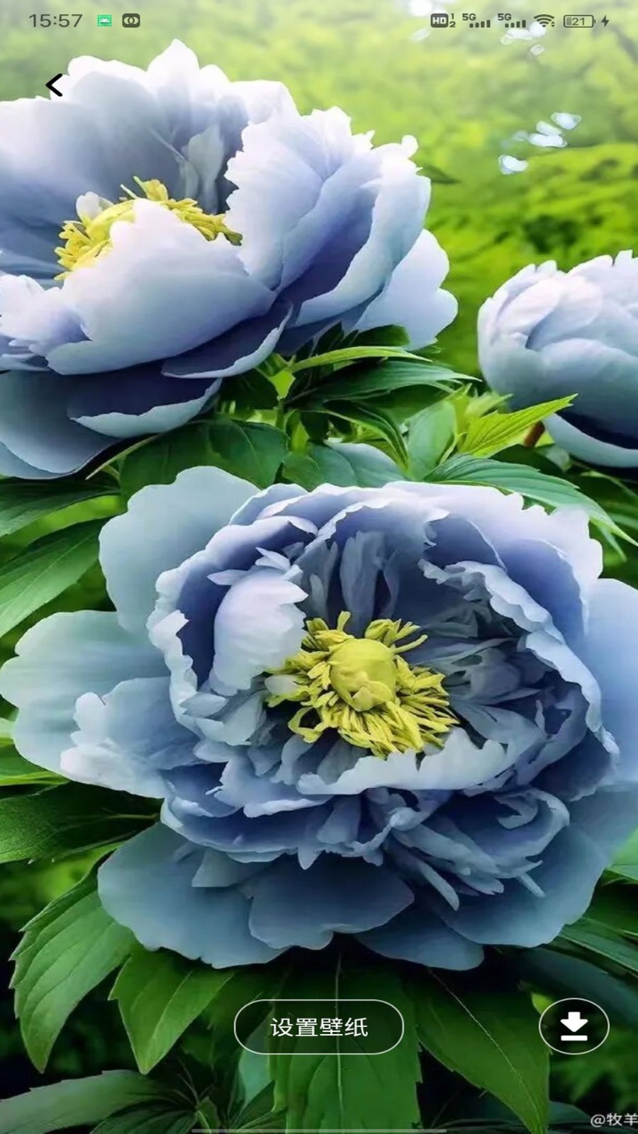 云盛花开 1.0.1 安卓版 2