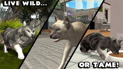 终极猫模拟器 1.1 最新版 1