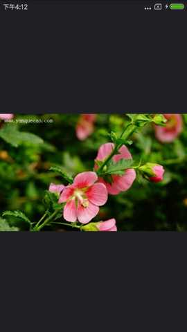 植物百科 v3.2.3 安卓版 4