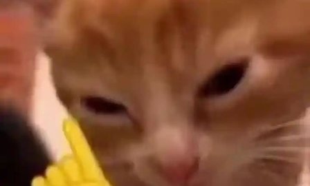 小猫围棋 1.0 安卓版 2