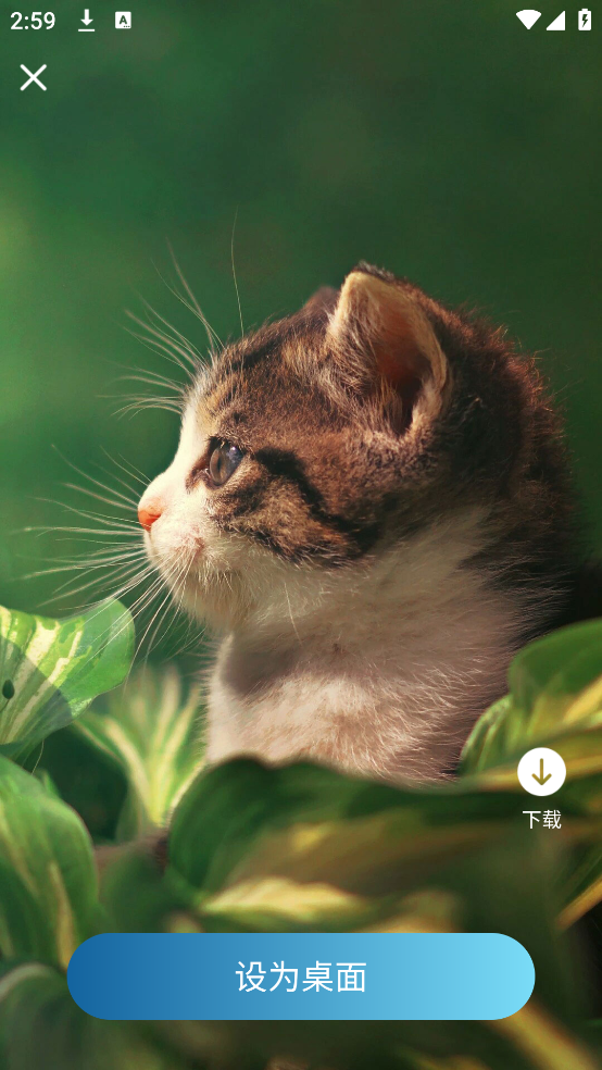 飞羽壁纸 1.0.1 安卓版 3