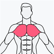 musclewiki中文版下载-musclewiki安卓app下载