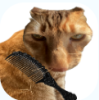 给猫梳毛
