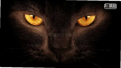 猫猫市场 1.0 安卓版 3