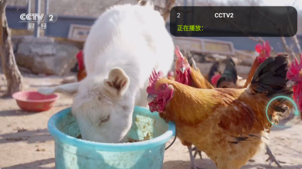 橙子电视直播tv版下载2026官方正版-橙子电视直播tv版无广告清爽版免费下载v5.0.2